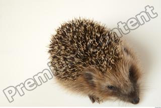 Hedgehog - Erinaceus europaeus  0064